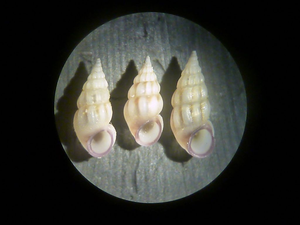 Rissoa da determinare